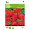 Aardbeien Grandian F1 - Fragaria × Ananassa 2 Aardbeien Grandian F1 - Fragaria × Ananassa -Compo winkel aardbeien grandian f1 fragaria x ananassa 1646840382 1504 600
