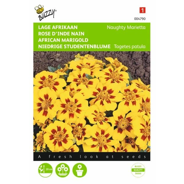 Afrikaan Naughty Marietta - Tagetes Patula Nana 3 Afrikaan Naughty Marietta - Tagetes Patula Nana