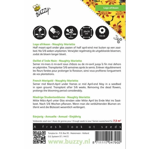 Afrikaan Naughty Marietta - Tagetes Patula Nana 4 Afrikaan Naughty Marietta - Tagetes Patula Nana - Afbeelding 2