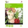 Alcea Rosea Chaters Mix -Compo winkel alcea rosea chaters mix 1646840334 495 600