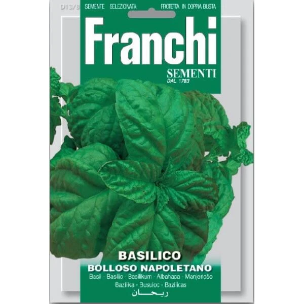 Basilico Bolloso Napolitano - Basilicum Napolitano 3 Basilico Bolloso Napolitano - Basilicum Napolitano