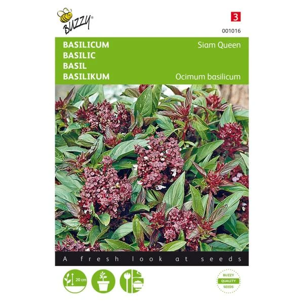 Basilicum Siam Queen - Ocimum Basilicum 3 Basilicum Siam Queen - Ocimum Basilicum