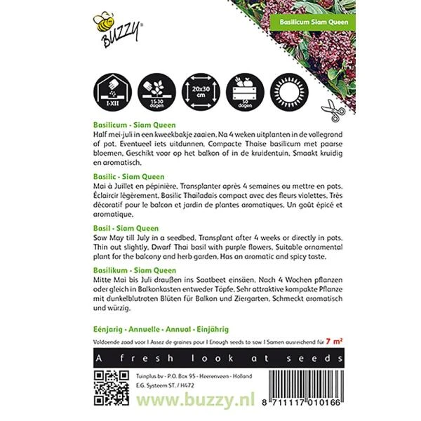 Basilicum Siam Queen - Ocimum Basilicum 4 Basilicum Siam Queen - Ocimum Basilicum - Afbeelding 2