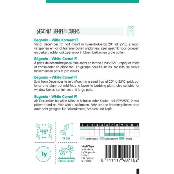 Begonia White Comet - Begonia Semperflorens 4 Begonia White Comet - Begonia Semperflorens - Afbeelding 2