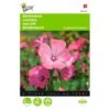 Bekermalva - Lavatera Trimestris 2 Bekermalva - Lavatera Trimestris -Compo winkel bekermalva lavatera trimestris 1646840329 395 600