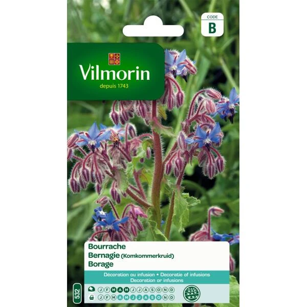 Bernagie (Komkommerkruid) - Borago Officinalis 3 Bernagie (Komkommerkruid) - Borago Officinalis