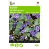 Bijenvoer - Phacelia Campanularia -Compo winkel bijenvoer phacelia campanularia 1646840345 704 600