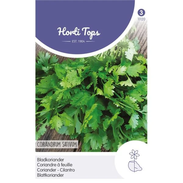 Bladkoriander - Coriandrum Sativum 3 Bladkoriander - Coriandrum Sativum