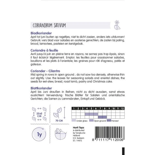 Bladkoriander - Coriandrum Sativum 4 Bladkoriander - Coriandrum Sativum - Afbeelding 2