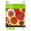 Bonte Ganzebloem Mix - Chrysanthemum Carinatum -Compo winkel bonte ganzebloem mix chrysanthemum carinatum 1646840326 323 600