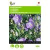 Campanula Carpatica (blauw Karpatenklokje) -Compo winkel campanula carpatica blauw karpatenklokje 1646840336 533 600