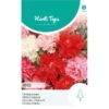 Chabaud Anjer Mix - Dianthus Caryophyllus -Compo winkel chabaud anjer mix dianthus caryophyllus 1646840361 1078 600