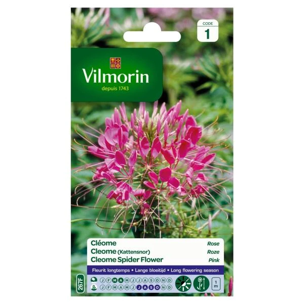 Cleome Kattensnor Roze 3 Cleome Kattensnor Roze