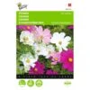 Cosmos Sensation - Cosmea Bipinnatus -Compo winkel cosmos sensation cosmea bipinnatus 1646840326 337 600