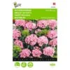 Dianthus Barbatus Pink Beauty