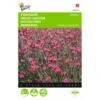 Dianthus Deltoides Brilliant