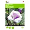 Doornappel - Datura Metel 2 Doornappel - Datura Metel -Compo winkel doornappel datura metel 1646840345 706 600