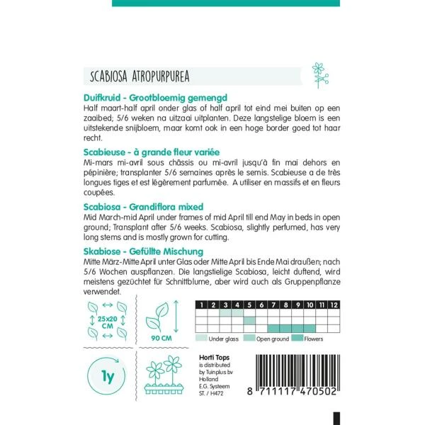 Duifkruid - Scabiosa Atropurpurea 4 Duifkruid - Scabiosa Atropurpurea - Afbeelding 2