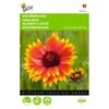 Gaillardia Aristata 1 Gaillardia Aristata -Compo winkel gaillardia aristata 1646840336 545 600
