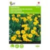 Gele Ganzebloem - Chrysanthemum Segetum -Compo winkel gele ganzebloem chrysanthemum segetum 1646840326 325 600