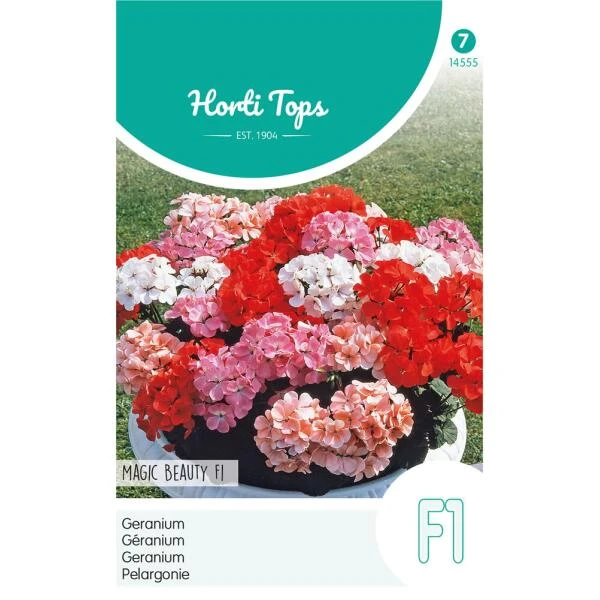 Geranium Magic Beauty - Pelargonium Zonale 3 Geranium Magic Beauty - Pelargonium Zonale