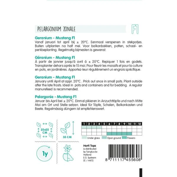 Geranium Mustang - Pelargonium Zonale 4 Geranium Mustang - Pelargonium Zonale - Afbeelding 2