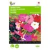 Hangpetunia - Petunia Pendula 1 Hangpetunia - Petunia Pendula -Compo winkel hangpetunia petunia pendula 1646840330 423 600