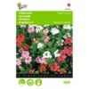 Ijzerhard Mix - Verbena Hybrida Compacta 1 Ijzerhard Mix - Verbena Hybrida Compacta -Compo winkel ijzerhard mix verbena hybrida compacta 1646840332 461 600