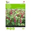 Kattenstaartamarant - Amaranthus Caudatus 1 Kattenstaartamarant - Amaranthus Caudatus -Compo winkel kattenstaartamarant amaranthus caudatus 1646840324 291 600