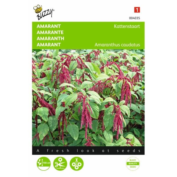 Kattenstaartamarant - Amaranthus Caudatus 3 Kattenstaartamarant - Amaranthus Caudatus