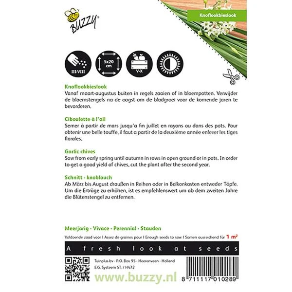 Knoflook-Bieslook Chinese 4 Knoflook-Bieslook Chinese - Afbeelding 2