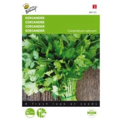 Koriander - Coriandrum Sativum