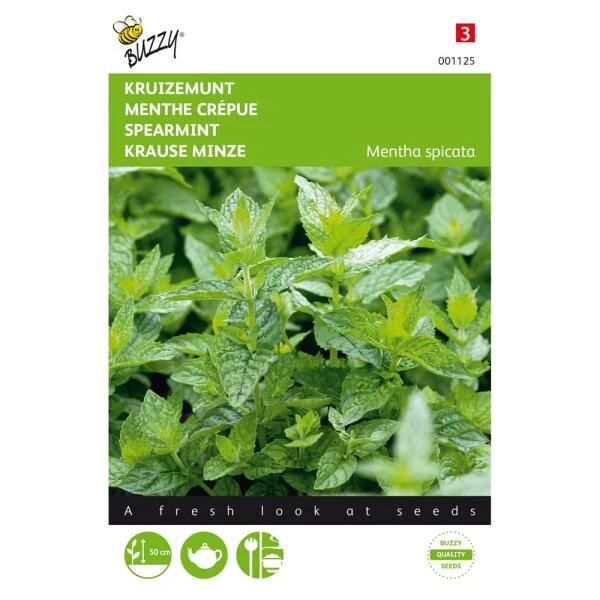 Kruizemunt - Mentha Spicata 3 Kruizemunt - Mentha Spicata