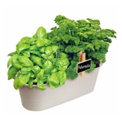 Kweekset Basilicum En Peterselie -Compo winkel kweekset basilicum en peterselie 1626957512 2 600
