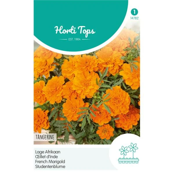 Lage Afrikaan Tangerine - Tagetes Patula Nana 3 Lage Afrikaan Tangerine - Tagetes Patula Nana