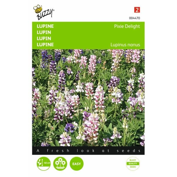 Lupine Pixie Delight - Lupinus Nanus 3 Lupine Pixie Delight - Lupinus Nanus