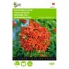 Lychnis Chalcedonica (brandende Liefde) 1 Lychnis Chalcedonica (brandende Liefde) -Compo winkel lychnis chalcedonica brandende liefde 1646840336 555 600