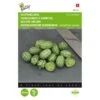 Muismeloen, Cucamelon - Melothria Scabra 1 Muismeloen, Cucamelon - Melothria Scabra -Compo winkel muismeloen cucamelon melothria scabra 1646840382 1514 600