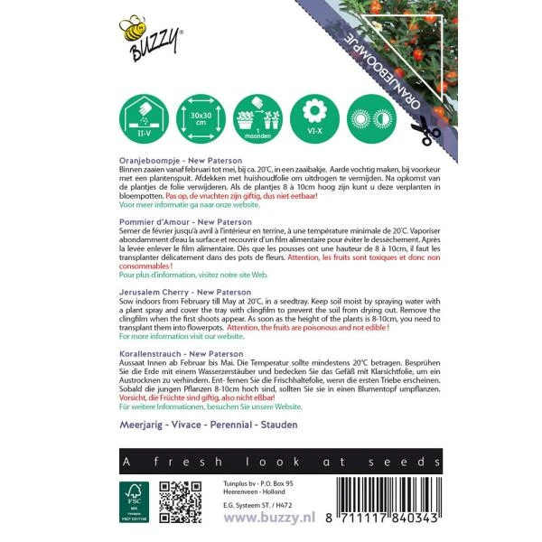 Oranjeboompje - Solanum Pseudocapsicum 4 Oranjeboompje - Solanum Pseudocapsicum - Afbeelding 2