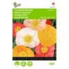 Papaver Nudicaule Excelsior - Pasteltinten 2 Papaver Nudicaule Excelsior - Pasteltinten -Compo winkel papaver nudicaule excelsior pasteltinten 1646840335 511 600