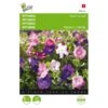 Petunia - Petunia Nana Compacta 1 Petunia - Petunia Nana Compacta -Compo winkel petunia petunia nana compacta 1646840330 419 600
