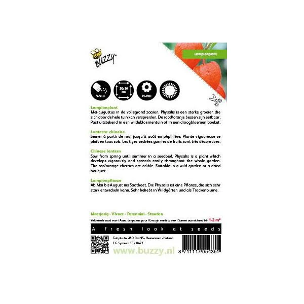 Physalis Alkekengi (oranje Lampionnetjes) 4 Physalis Alkekengi (oranje Lampionnetjes) - Afbeelding 2