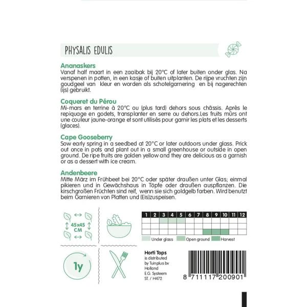 Physalis Peruviana - Ananaskers 3 Physalis Peruviana - Ananaskers - Afbeelding 2