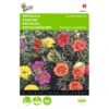 Portulaca Grandiflora (dubbelbloemig Gemengd) 2 Portulaca Grandiflora (dubbelbloemig Gemengd) -Compo winkel portulaca grandiflora dubbelbloemig gemengd 1646840330 425 600