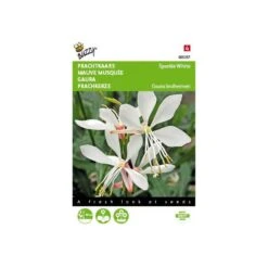 Prachtkaars - Gaura Sparkle White