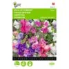 Reukerwt Bijou - Lathyrus Odoratus 1 Reukerwt Bijou - Lathyrus Odoratus -Compo winkel reukerwt bijou lathyrus odoratus 1646840328 381 600