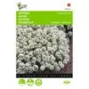 Sneeuwtapijt - Alyssum Marit. Procumbens 1 Sneeuwtapijt - Alyssum Marit. Procumbens -Compo winkel sneeuwtapijt alyssum marit procumbens 1646840324 289 600