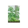 Stevia Rebaudiana - Suikerplantje (special) 1 Stevia Rebaudiana - Suikerplantje (special) -Compo winkel stevia suikerplantje 1484054515 1 600