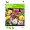 Strobloem - Helichrysum Bracteatum 2 Strobloem - Helichrysum Bracteatum -Compo winkel strobloem helichrysum bracteatum 1646840328 371 600