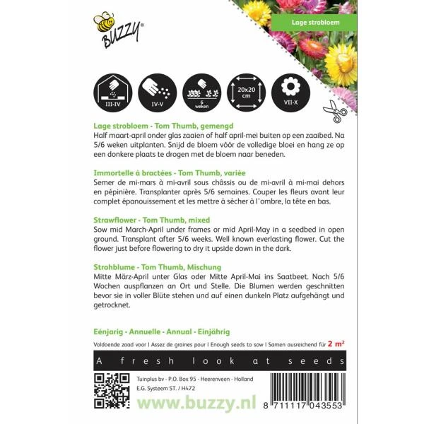 Strobloem - Helichrysum Bracteatum 4 Strobloem - Helichrysum Bracteatum - Afbeelding 2